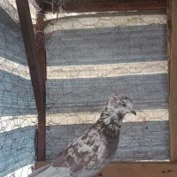 کبوتر نر|پرنده|املش, |دیوار