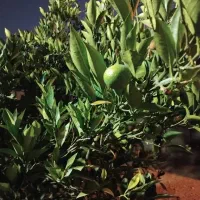 فروش آپارتمان ۵۵۰ متری ۲ خوابه طبقه ۱|فروش آپارتمان|باغ ملک, |دیوار