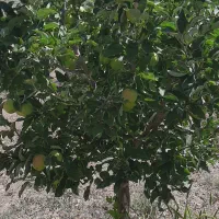 زمین باغی|فروش زمین و ملک کلنگی|بستان آباد, |دیوار