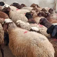 میش آبستن از قوچ همو