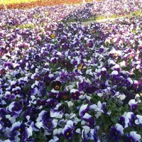 بنفشه F1|گل و گیاه طبیعی|پاکدشت, پاکدشت (مامازند)|دیوار