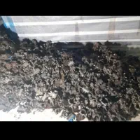 بست داربست و سر جک تخته بشکه