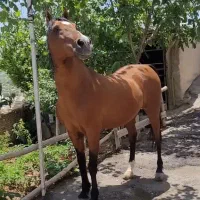 اسب نریون