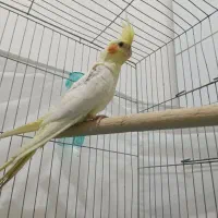 عروس هلندی لوتینو نر چشم شرابی