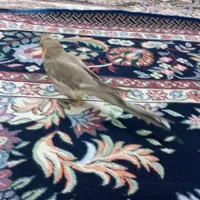 یک عدد جوجه عروس هلندی دوماهه|پرنده|رباط‌کریم, |دیوار