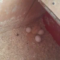 جوجه البینو