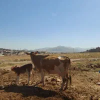 سیمنتال شیرده .آدرس خود شهرستان مراغه .|حیوانات مزرعه|اردبیل, |دیوار