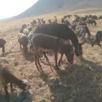 کره الاغ ماده
