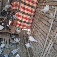 فروش کبوتر|پرنده|اصفهان, پوریای ولی|دیوار