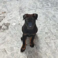 توله روتوایلر شجره دار