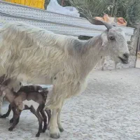 بز، دو قلو زا با  کهره نر ماده ،2کهره شیری نر