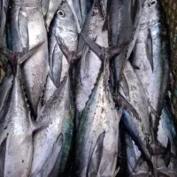 ماهی فروشی|ماهی|بندر کنگان, |دیوار