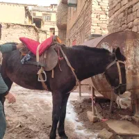 اسب|اسب و تجهیزات اسبسواری|چناران, |دیوار