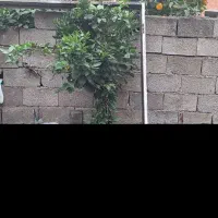 فروش درب ورودی دولنگه کارکرده با چهارچوب|مصالح و تجهیزات ساختمان|چمستان, |دیوار