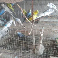 مرغ عشق کاملا سالم رنگاشون هست ۲۵ دونه جفتی ۱میلیو