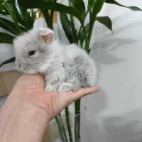 خرگوش لوپ