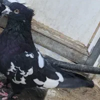 نر سینه سیاه کاکلی قلدر