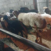 تعدادی بره به فروش میرسد