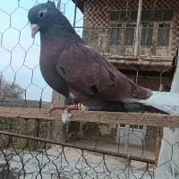 کبوتر سرخ کاکولی نر|پرنده|گمیشان, |دیوار