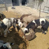 20راس بره نر چاق|حیوانات مزرعه|شیراز, گویم|دیوار