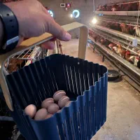 تخم مرغ محلی ارگانیک