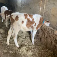 دو راس گوساله نر