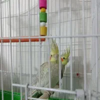 عروس هلندی جفت