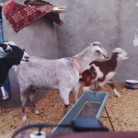 دوعددبز بایک بزاله فروشی