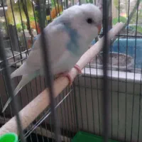 مرغ عشق|پرنده|فولادشهر, B2|دیوار