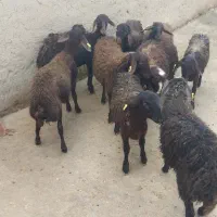 بره هترو|حیوانات مزرعه|صائین قلعه, |دیوار