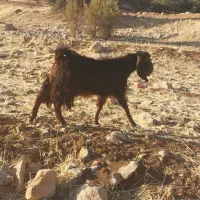 بز‌بزغاله‌جوان‌داشتی‌شیش‌عدد|حیوانات مزرعه|گیلان غرب, |دیوار