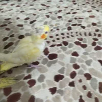 عروس هلندی|پرنده|رباط‌کریم, مسکن مهر آبشناسان|دیوار