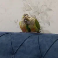 پرنده گرینچگ