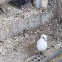 کبوتر