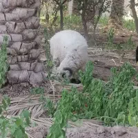 گوسفند برره فروشی