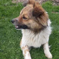 سگ پا کوتاه