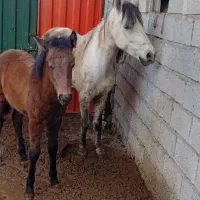 مادیان چابک سالم بافنوتیپ عالی باکره نریان سرحال|اسب و تجهیزات اسبسواری|باسمنج, |دیوار