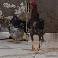 خروس‌لاری‌|حیوانات مزرعه|محمدیه-قزوین, |دیوار