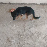 فروش سگ ژرمن|سگ|فولادشهر, B2|دیوار