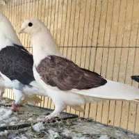 هفت طوق جوجه