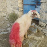 قوچ سنجابی|حیوانات مزرعه|شیروان (لرستان), |دیوار