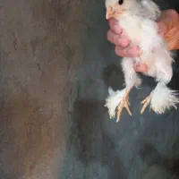 جوجه ی برهما 250|حیوانات مزرعه|امامزاده عبدالله, |دیوار