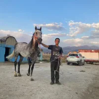 سیلمی هیراد بویراحمد