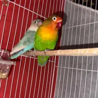 کوتوله فیشر