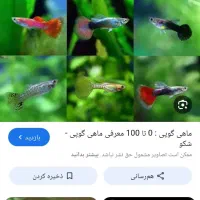 فروش ماهی