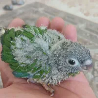 جوجه گرینچیک|پرنده|یزد, |دیوار