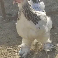 سه مرغ و سه خروس نژاد دار|حیوانات مزرعه|خاوران, |دیوار