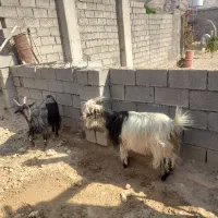 دوعدد بز لری آبستن دوماه بهر خورده سالم و سرحال|حیوانات مزرعه|مسجد سلیمان, |دیوار