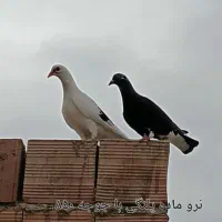 کبوتر رنگی