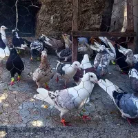 کبودتر قروب بازی